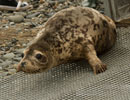 Seal Release - 30th May 2013