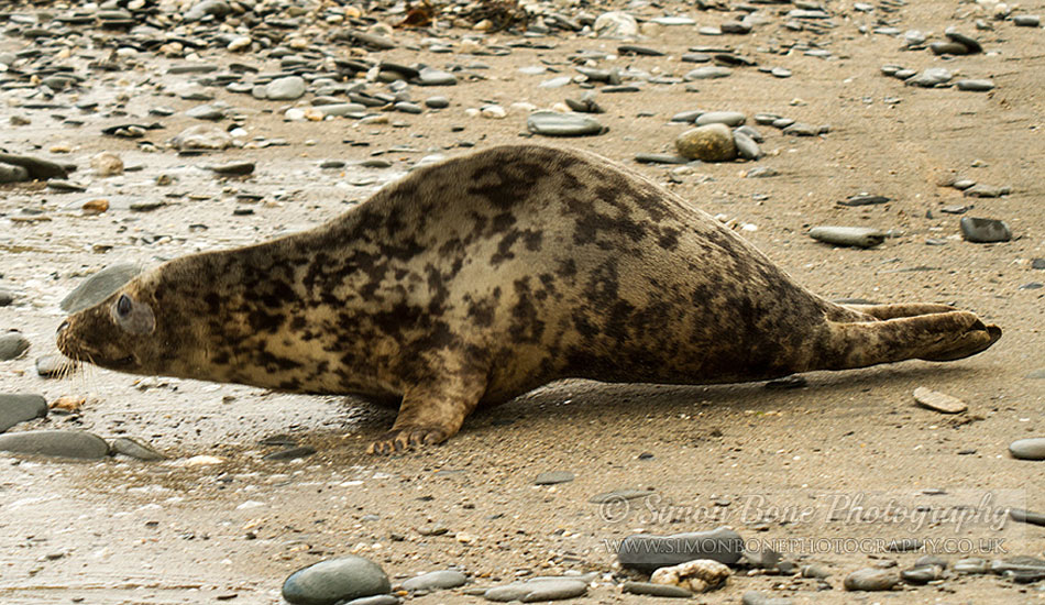 Seal Release - 30th May 2013