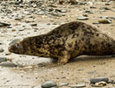 Seal Release - 30th May 2013