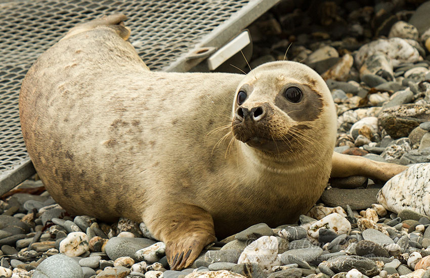 Seal Release - 30th May 2013