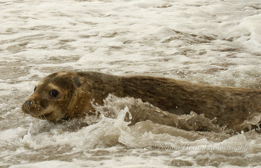 Seal Release - 30th May 2013