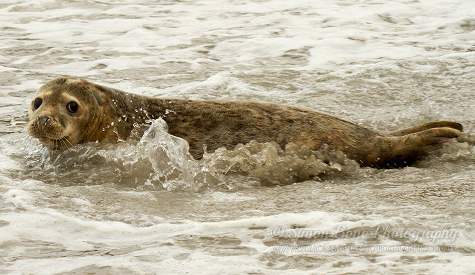 Seal Release - 30th May 2013