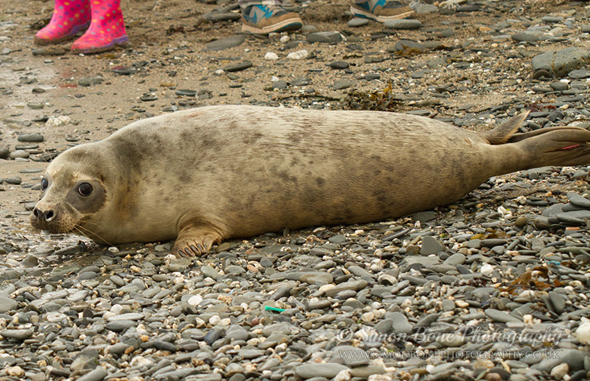 Seal Release - 30th May 2013