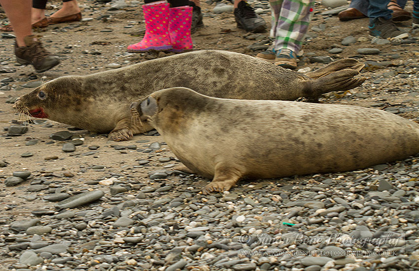 Seal Release - 30th May 2013