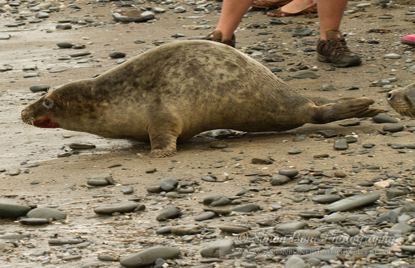 Seal Release - 30th May 2013