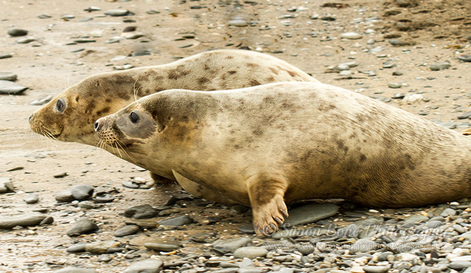 Seal Release - 30th May 2013