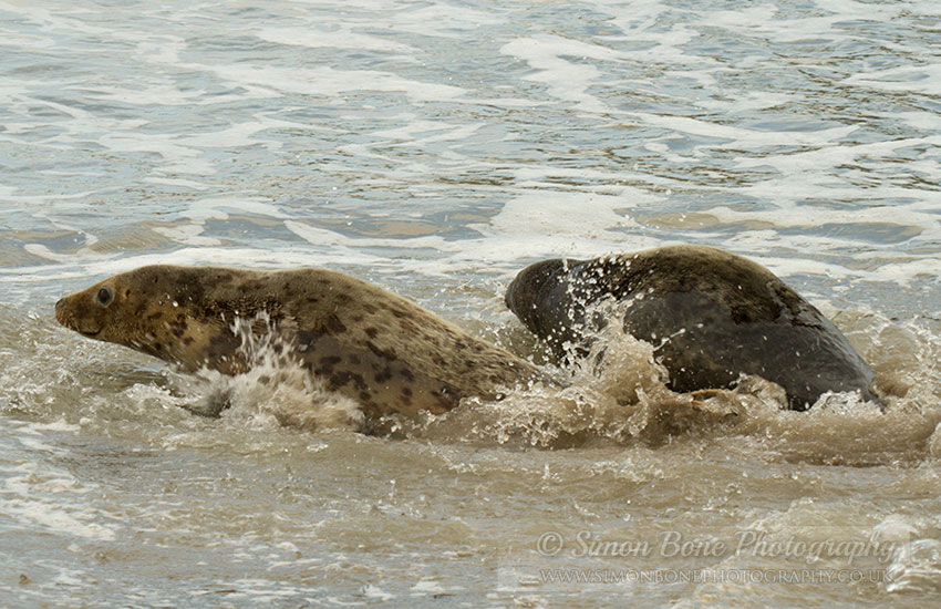 Seal Release - 30th May 2013