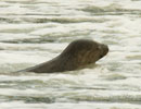 Seal Release - 30th May 2013
