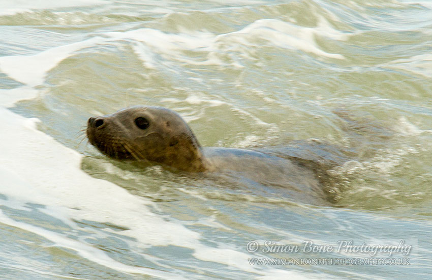 Seal Release - 30th May 2013