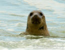 Seal Release - 30th May 2013