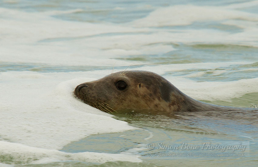 Seal Release - 30th May 2013