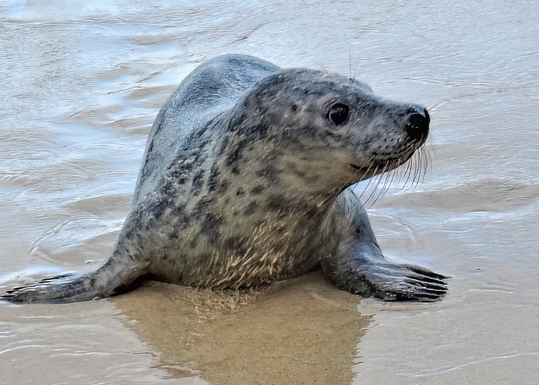 Seal Release - 30th November 2022 - Photo Credit - Denise Gent - BDMLR
