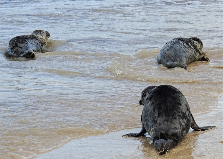 Seal Release - 30th November 2022 - Photo Credit - Denise Gent - BDMLR