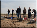 Seal Release - 11th April 2016