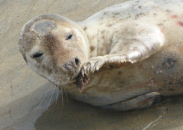 Seal Rescue - 22nd May 2016