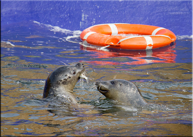 Resident Seals