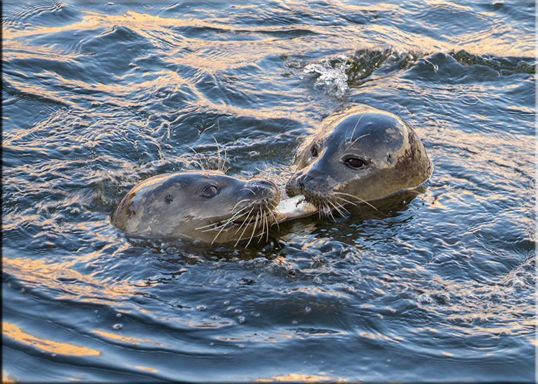Resident Seals