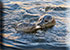 Seals