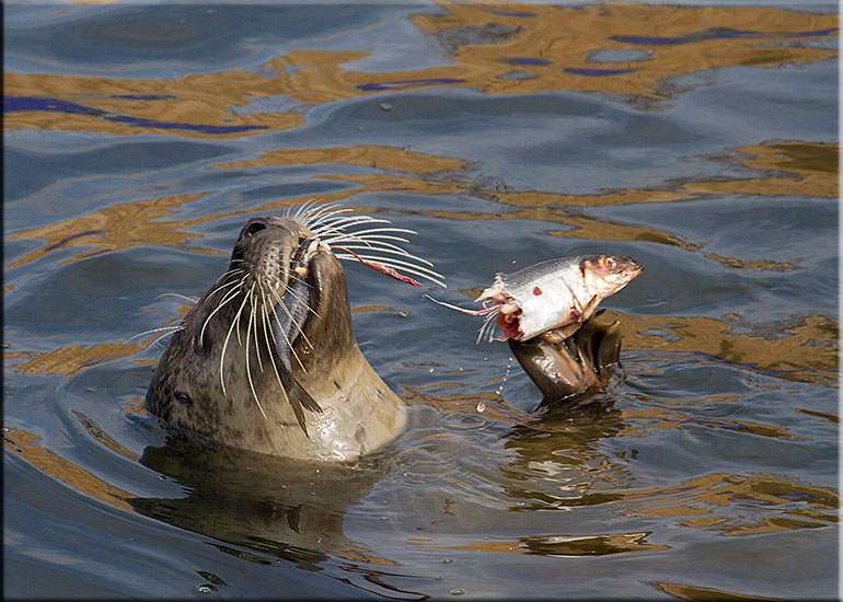 Resident Seals