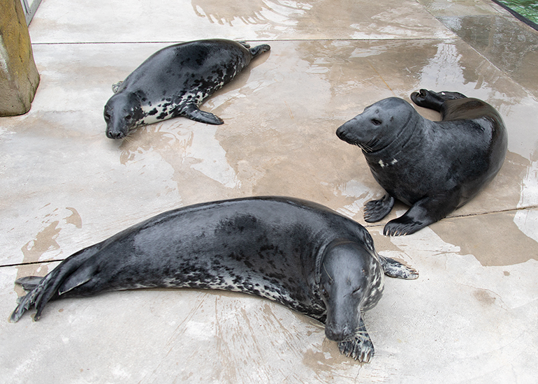 Resident Seals