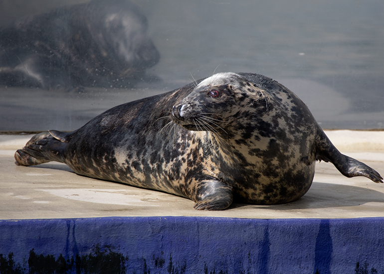 Resident Seals