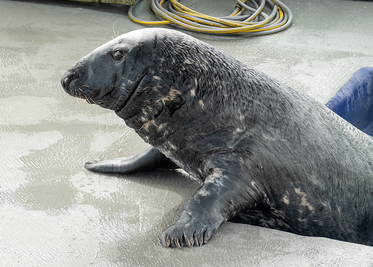 Resident Seals