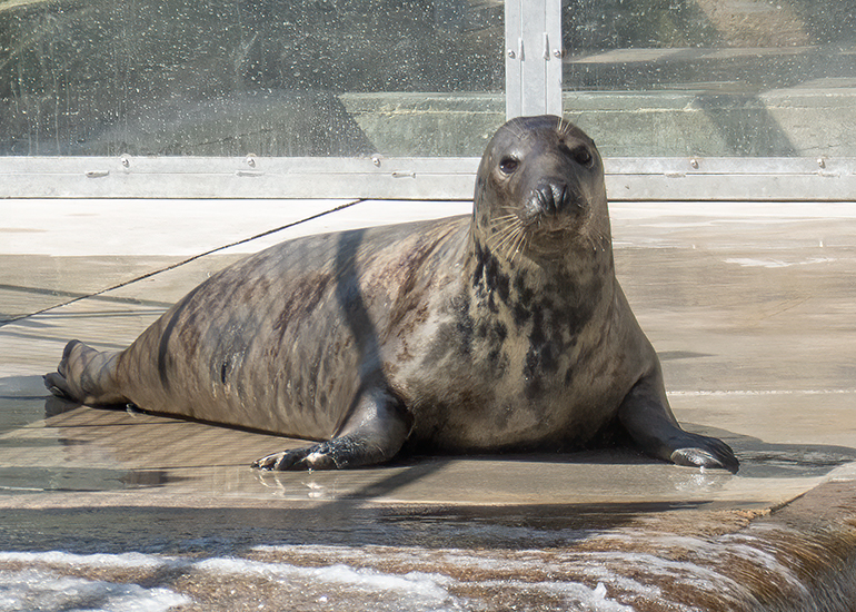 Resident Seals
