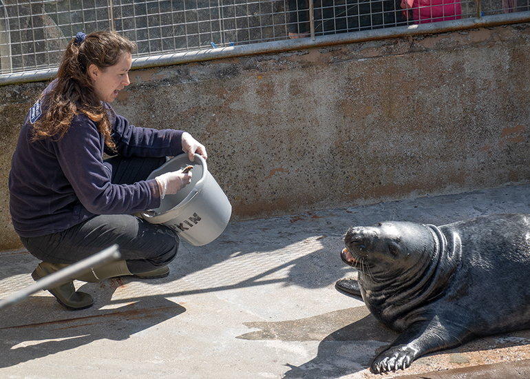 Resident Seals