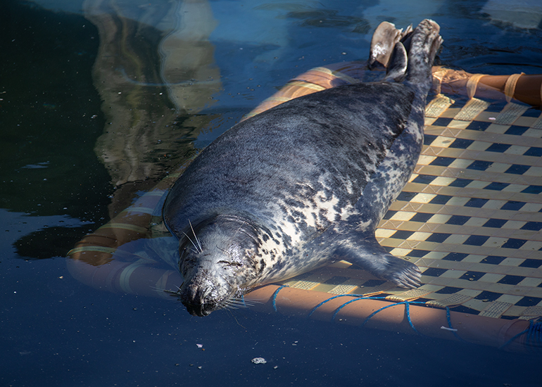 Resident Seals