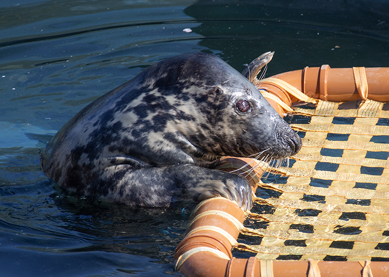 Resident Seals