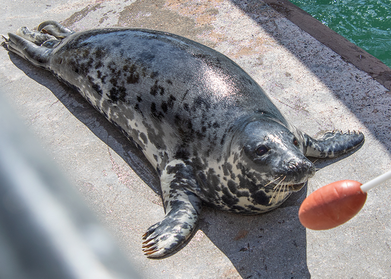 Resident Seals