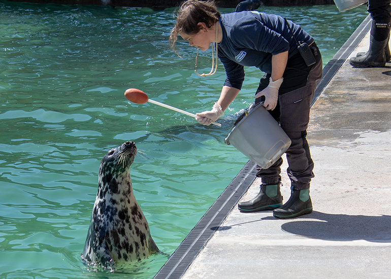 Resident Seals