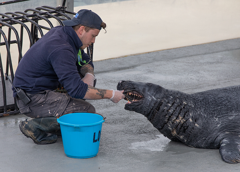 Resident Seals