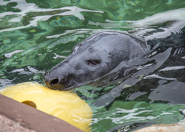 Resident Seals