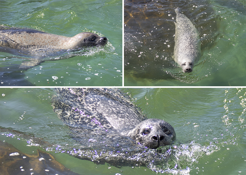 Resident Seals