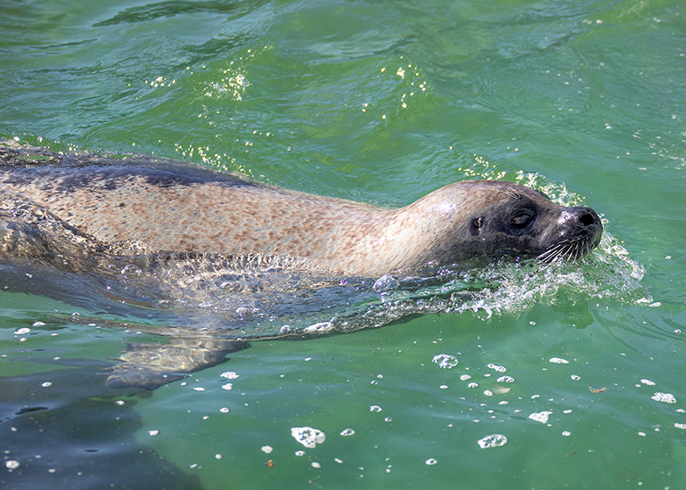 Seals