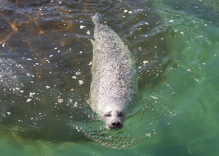 Seals