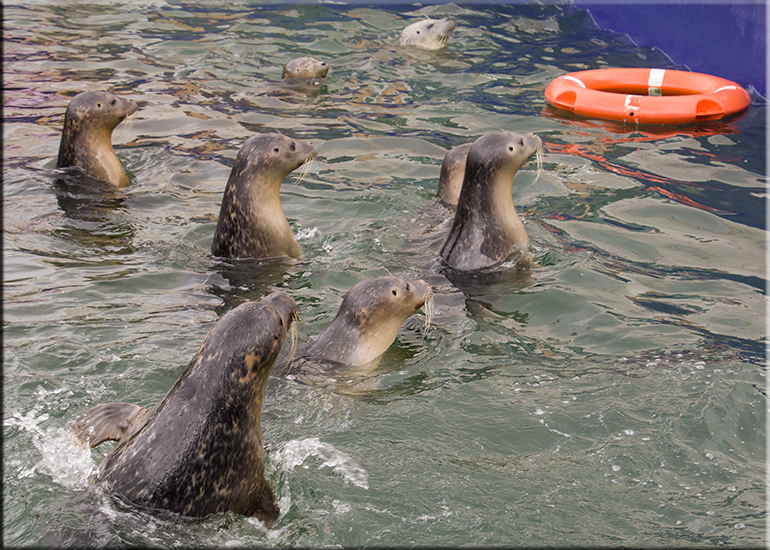 Resident Seals