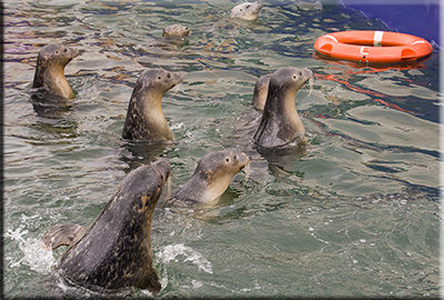 Resident Seals
