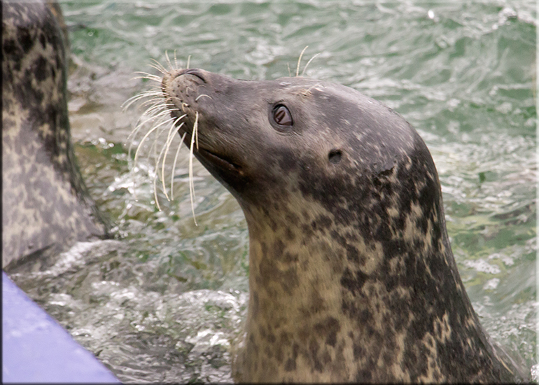 Resident Seals