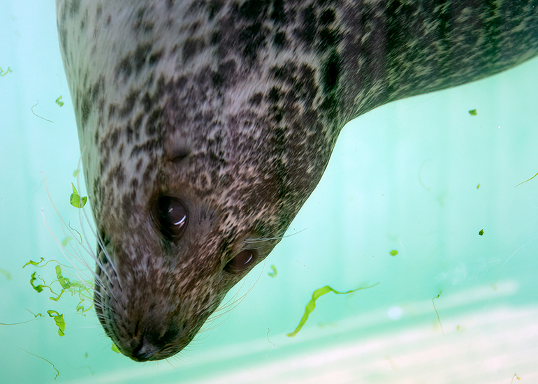 Seals