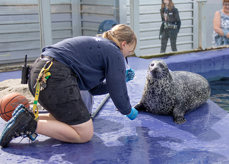 Resident Seals
