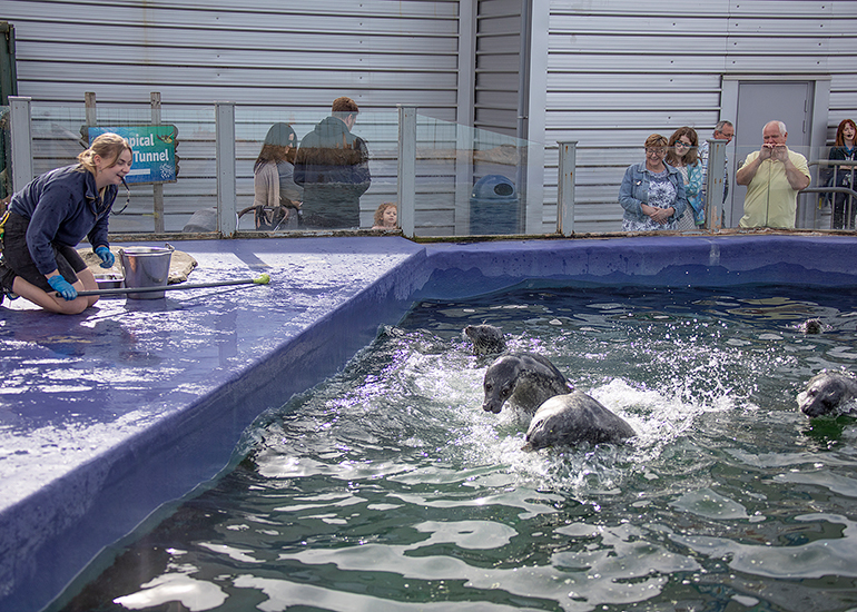 Resident Seals