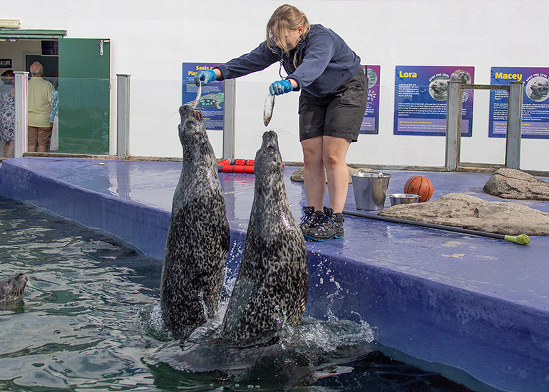 Resident Seals