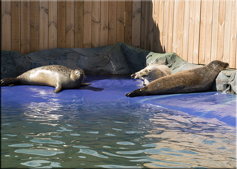 Resident Seals Enclosure - photo taken on 19th September 2015
