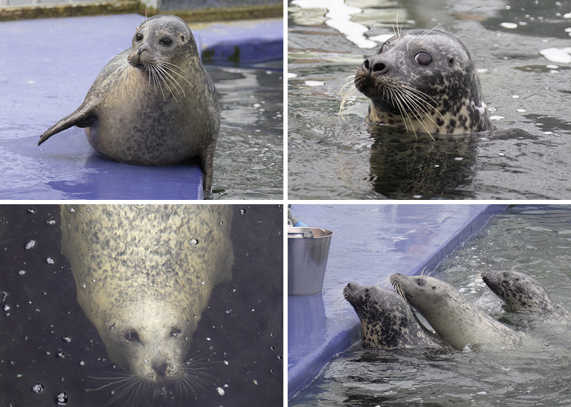 Common (harbour) Seals