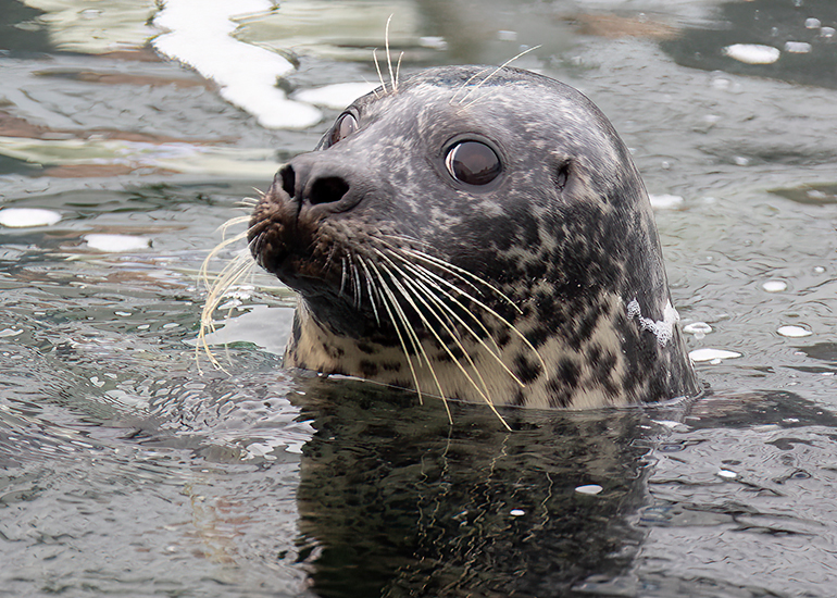 Common Seals