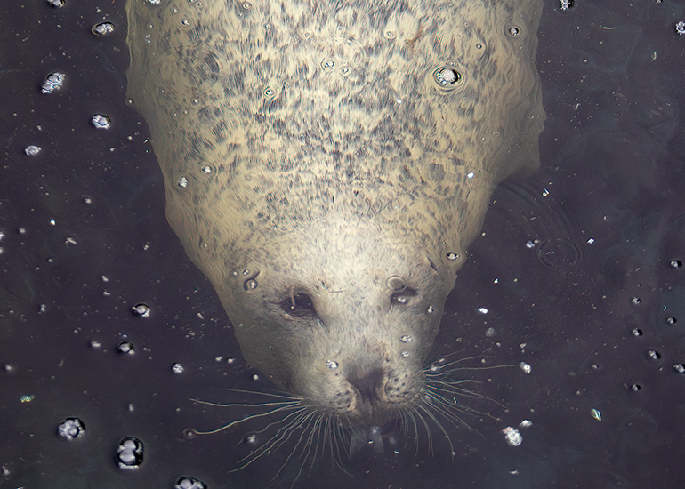 Common Seals