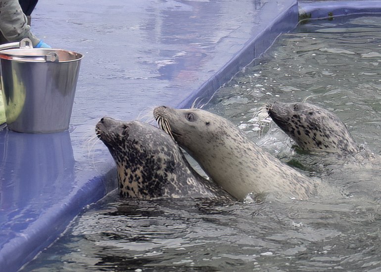 Common Seals
