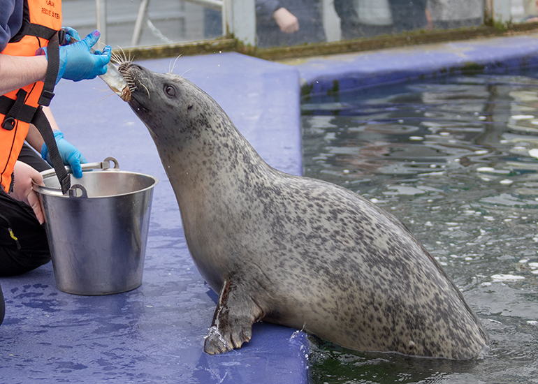 Common Seals